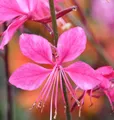 Prachtkerze Gambit Pink - Gaura lindheimeri
