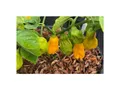 100x Xotica Pfeffer Madame Jeanette Paprika Chili Gemüse Pflanzen - Samen K517