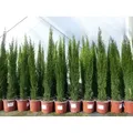 1 x Mittelmeerzypresse Cupressus Sempervirens Totem 100 - 120 cm Toskana Zypresse