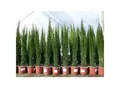 1 x Mittelmeerzypresse Cupressus Sempervirens Totem 100 - 120 cm Toskana Zypresse