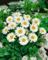 Aster alpinus 'Albus' 9 cm Topf – Winterhart, Mehrjährig, Pflegeleicht – Alpenaster – Staude für Steingarten & Beet