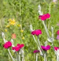 Kranz Lichnelke Atrosanguinea - Lychnis coronaria