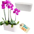 2x Orchideentopf Kunstoff Elegant Orchideen Über Pflanz Topf Innen groß weiß