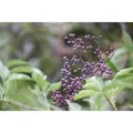 Sambucus Nigra Schwarzer Holunder 100–150 cm