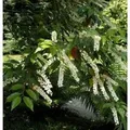 Portugiesischer Kirschlorbeer Myrtifolia 125-150cm - Prunus,usitanica