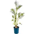Foeniculum Vulgare Rubrum Roter Fenchel Ca. 11x11 cm Topf