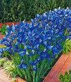 BALDUR Garten 25x Iris 'Sea of Blue', Zwiebeln mit Umfang 8-9 cm, tiefblaues Blütenmeer, für auffällige Beete & Blumensträuße, bienenfreundlich, winterhart, mehrjährig & pflegeleicht