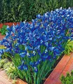BALDUR Garten Blumenzwiebeln Iris 'Sea of Blue', Zwerg-Schwertlilie, winterhart, reichblühend, pflegeleicht