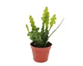 Exotenherz Kaktus Epiphyllum anguliger - Krokodilschwanz-Kaktus, 9cm