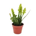 Exotenherz - Epiphyllum anguliger - Krokodilschwanz-Kaktus, 9cm