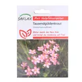 Tausendgüldenkraut Heilpflanzen Saatgut 250 Samen Centaurium erythraea