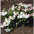 Rhododendron Gartendirektor Rieger 25-30cm - Rhododendron williamsianum