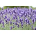 Lavandula Angustifolia Hidcote Blue Echter Lavendel 2 Liter Container
