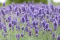 Lavandula angustifolia 'Hidcote Blue', Lavendel, tiefblau, 2 Liter Container