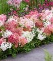 BALDUR Garten Niedrige Hortensie 'Groundbreaker®',1 Pflanze