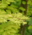 Urweltmammutbaum Chinesisches Rotholz Gold Rush 100-125cm - Sequoiadendron