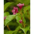 Weigela Bristol Ruby Weigelie 100-150 cm