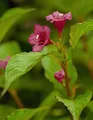 Pflanzen für Dich Gehölze Weigela Bristol Ruby, 1 St., Weigelie, Glockenstrauch