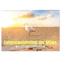 Lebensweisheiten der Möwe - Im Flug des Lebens (Wandkalender 2026 DIN A3 quer) CALVENDO Monatskalender von Calvendo/ www.bihlmayer-media.com/ www.bihl