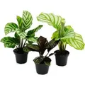Exotenherz Schattenpflanzen 3er Set mit Ausgefallenem Blattmuster Calathea 7cm Topf ca. 20cm Hoch
