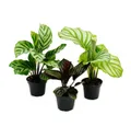 Exotenherz Zimmerpflanze Schattenpflanzen 3er Set mit ausgef. Blattmuster Calathea 7cm Topf