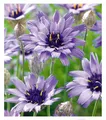 BALDUR Garten 3x Blaue Rasselblume 'Catananche', Pflanzen im 9x9 cm-Topf, erinnert an Kornblumen, trockenheitsverträglich, bienenfreundlich, winterhart, blüht über viele Wochen, für naturnahe Gärten