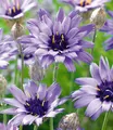 BALDUR-Garten Blaue Rasselblume 'Catananche',3 Pflanzen