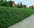 Pflanzen für Dich Gehölze Ligustrum vulg. Atrovirens, 1 St., Gewöhnlicher Liguster, Heckenliguster, Liguster
