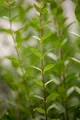 Ligustrum vulgare 'Atrovirens', Gewöhnlicher Liguster, immergrün, 125–150 cm