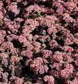 Prächtige Fetthenne Purple Emperor - Sedum spectabile - lebende Gartenpflanze aus den Baumschulen