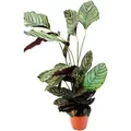 Exotenherz XXL-Schattenpflanze mit Ausgefallenem Blattmuster Calathea Ornata 19cm Topf ca. 70-90cm Hoch