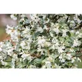 Osmanthus Burkwoodii Duftblüte Immergrün 40–60 cm