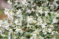 Osmanthus burkwoodii, Duftblüte, immergrün, 40–60 cm