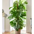 BALDUR Garten 1x Monstera - Fensterblatt ca. 60-70 cm hoch, Pflanze im 19 cm-Topf, Luftreinigende Zimmerpflanze Pflegeleichte Zimmerpflanze auch f...