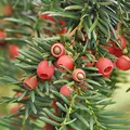 Heimische Eibe Gewöhnliche Eibe 20-30cm - Taxus baccata - lebende Gartenpflanze aus den Baumschulen