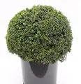 Kugelschnitt Löffel Ilex Stechpalme 30-40cm - ilex crenata