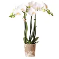 Kolibri Orchids | weiße Phalaenopsis-Orchidee - Amabilis - Topfgröße 9cm | blühe