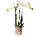 Phalaenopsis Orchidee Weiß Amabilis Ø 9 cm Blühende Zimmerpflanze