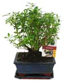 Bonsai – Serissa – Juni-Schnee – Kugelform – Alter ca. 6 Jahre