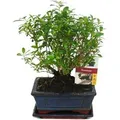 Exotenherz Bonsai Serissa Junischnee Kugeform ca. 6 Jahre