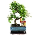 Exotenherz Bonsai Chinesische Ulme Ulmus Parviflora ca. 6 Jahre