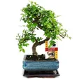Bonsai Chinesische Ulme - Ulmus parviflora - ca. 6 Jahre - Grün