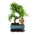 Exotenherz Zimmerpflanze Bonsai Chinesische Ulme - Ulmus parviflora - ca. 6 Jahre