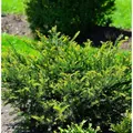 Eibe KRenkes leiner Grüner 20-25cm - Taxus baccata