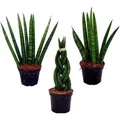 Exotenherz Sansevieria Cylindrica Pfiffiges 3Er Set im 6,5cm Topf Bogenhanf Schwiegermutterzunge