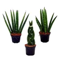 Sansevieria cylindrica - Pfiffiges 3er Set im 6,5cm Topf - Bogenhanf, Schwiegermutterzunge