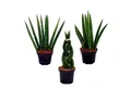 Exotenherz Kaktus Sansevieria cylindrica Pfiffiges 3er Set im 6,5cm Topf Bogenhanf