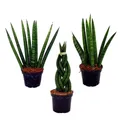 Sansevieria cylindrica - 3er Set im 6,5cm Topf - Bogenhanf, Schwiegermutterzunge