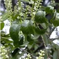 Kirschlorbeer Cameliifolia 40-60cm - Prunus,aurocerasus