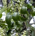Kirschlorbeer Cameliifolia 40-60cm - Prunus laurocerasus